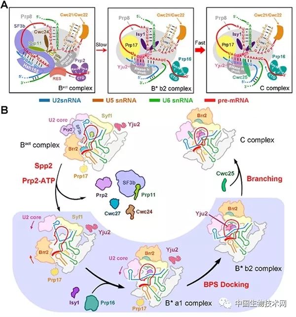 施一公团队研究仪器,施一公团队最新研究成果