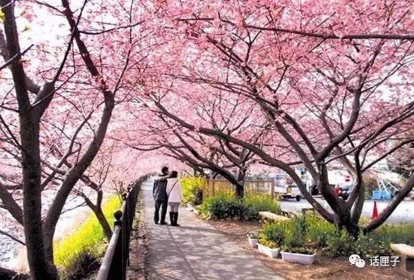 万花丛怎么拍照,万花丛中拍照技巧