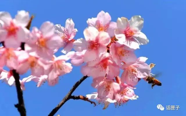 万花丛中,拍照选哪枝?话匣妹手把手教你过春天