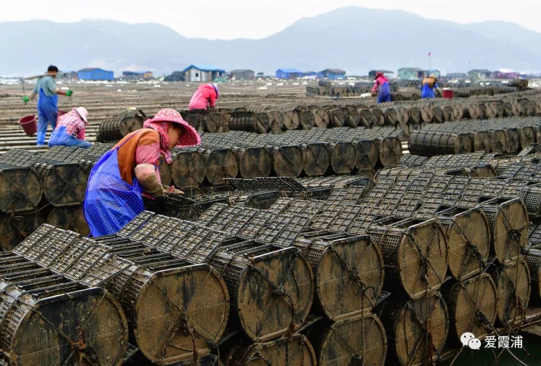 大连霞浦海参多少钱一斤,霞浦海参最新价格