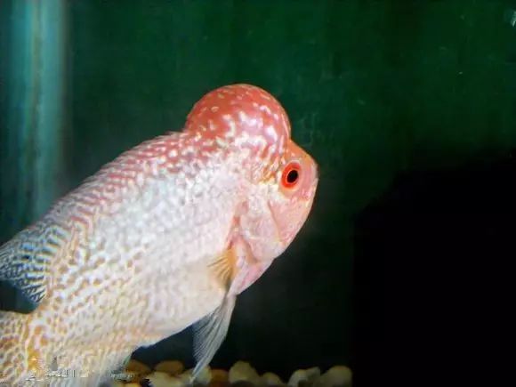 闆岄泟楸肩殑姝ｇ‘閰嶅鏂规硶,绉嶉奔濡備綍閰嶅