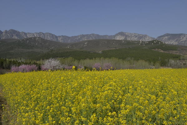 春游郑州这份赏花攻略请收好,郑州自驾踏青赏花好去处