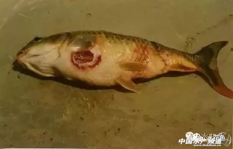 鱼疥疮病原因,鱼痘疮病怎么治疗