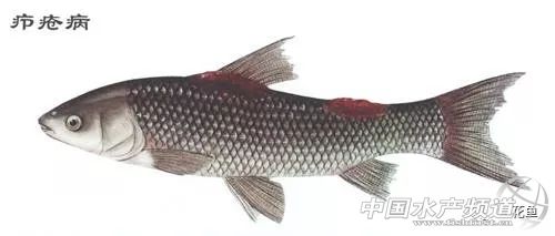 鱼类疖疮是什么原因引起的,鱼类痘疮病怎么治疗
