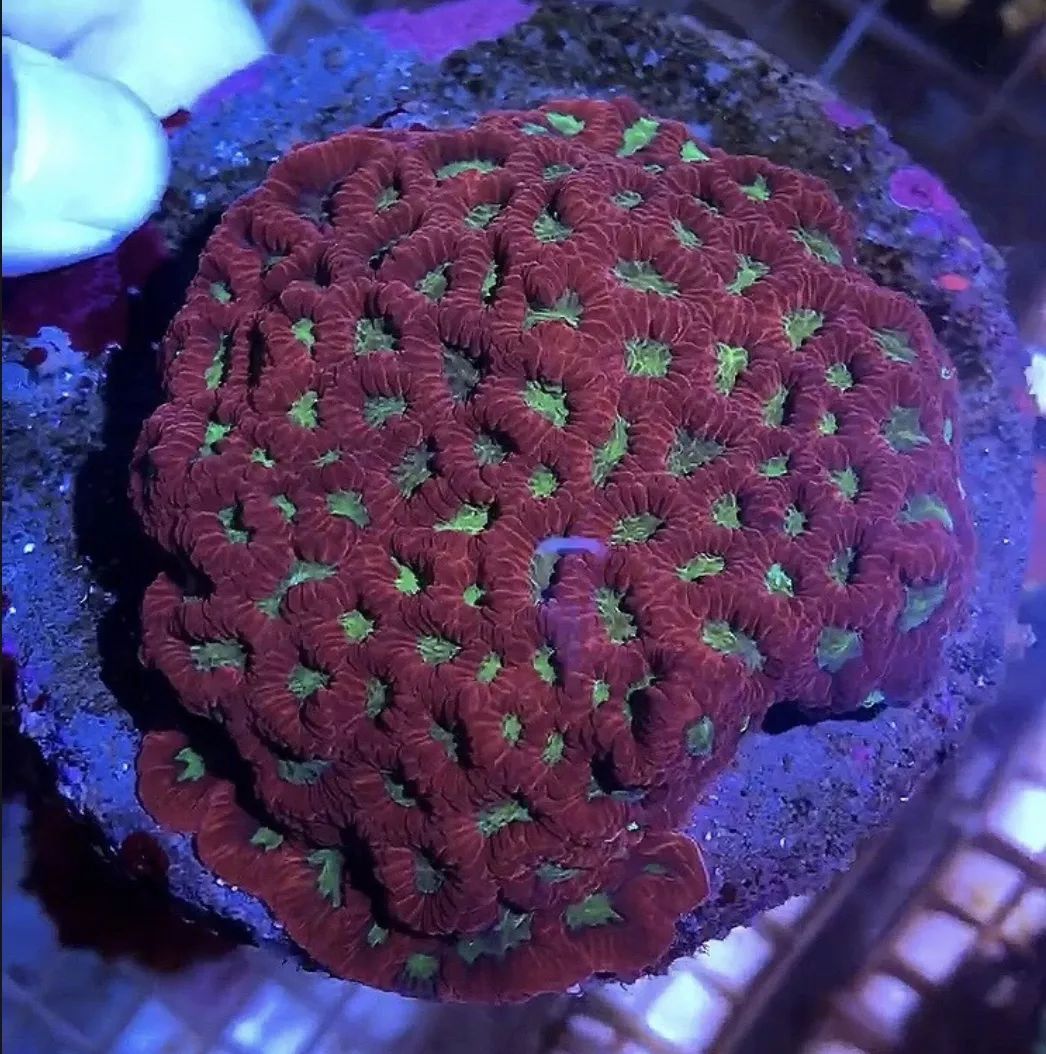 海水鱼缸微缸,如何打造一个海水缸