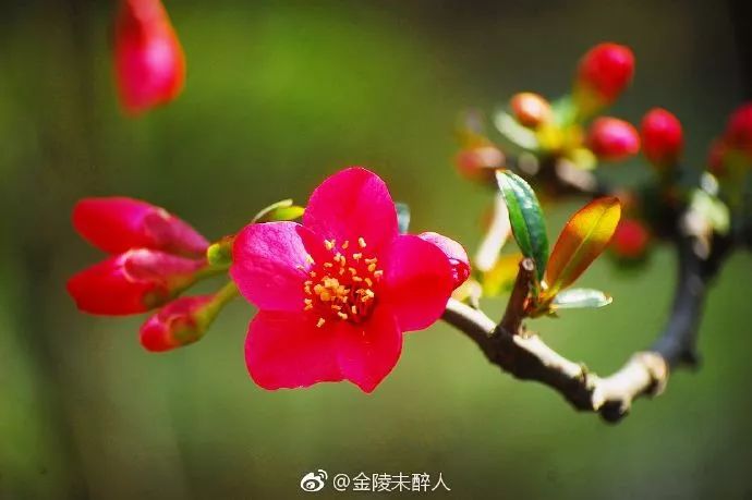 妯辨妗冩潖鏉庢ⅷ杈ㄨ鏂规硶,姊呮潕妗冩潖妯辫姳鎬庝箞鍖哄垎