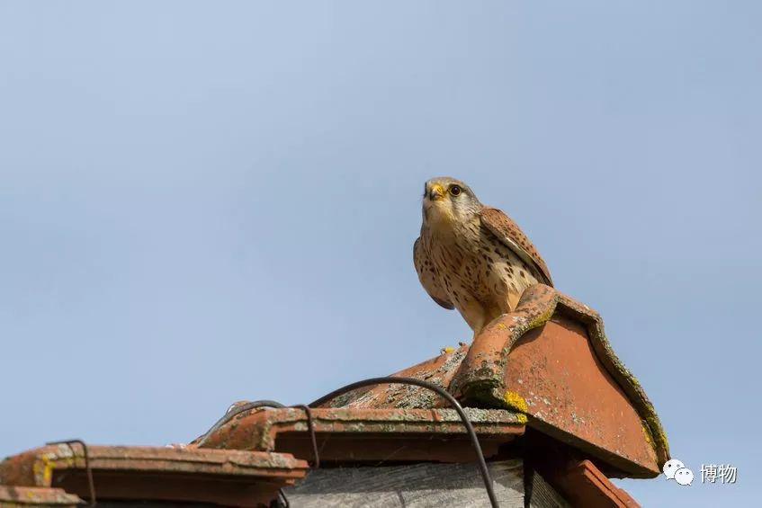 啥是猛禽啊,很大个的猛禽