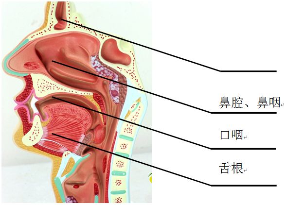 国外怎么治疗呼吸睡眠暂停综合征,睡眠呼吸暂停综合征与世界睡眠日