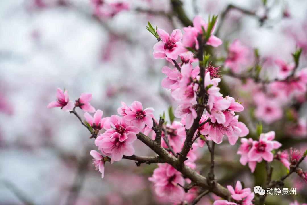 贵阳什么地方桃花开了最美,贵阳桃花盛开的地方