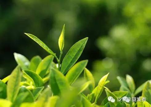 康县自驾游最新消息,康县旅游攻略自由行