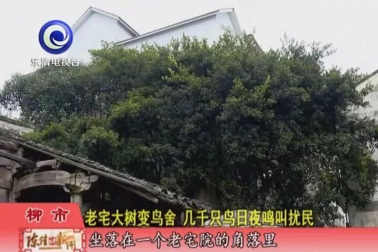 一群鸟一直鸣叫,小鸟半夜成群鸣叫怎么回事