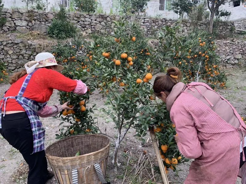 乡村振兴果园经济,乡村振兴的销路
