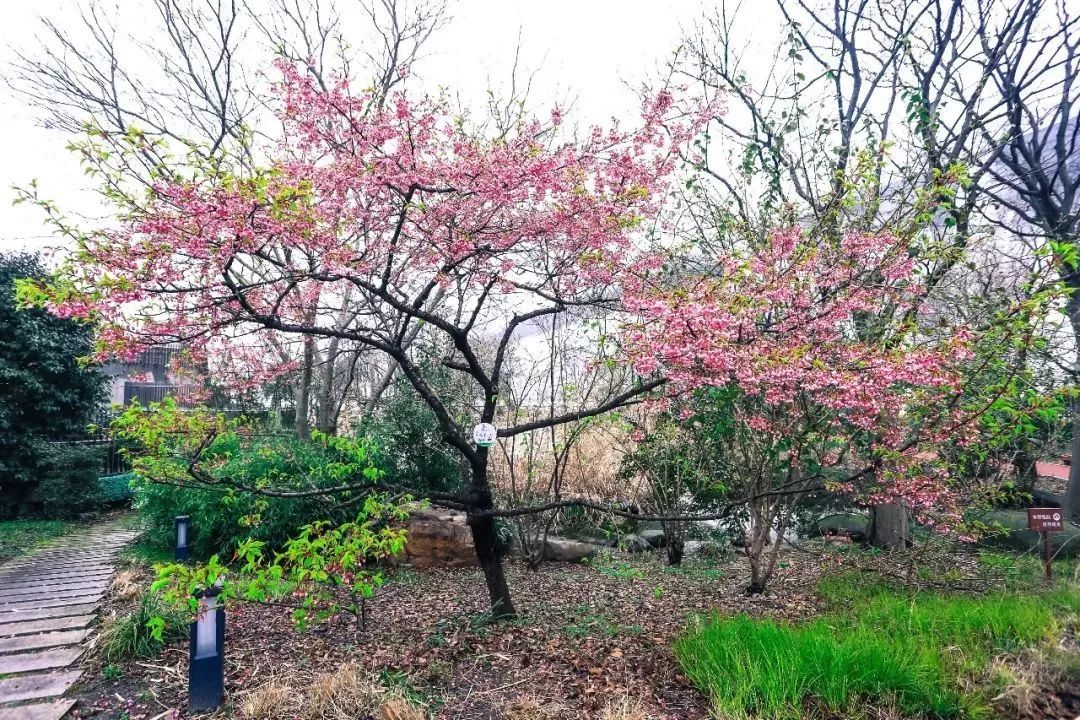 上海黄浦江旁边的公园,黄浦江边上的公园