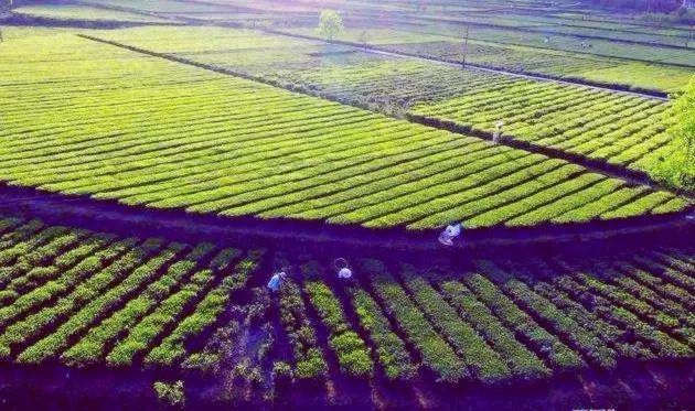 风月无边,茶事正好!这几座茶园里,藏着湖北最美的春天