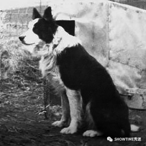 Elyn：非常安静内向的……野姑娘。|犬学知识专业版封面故事