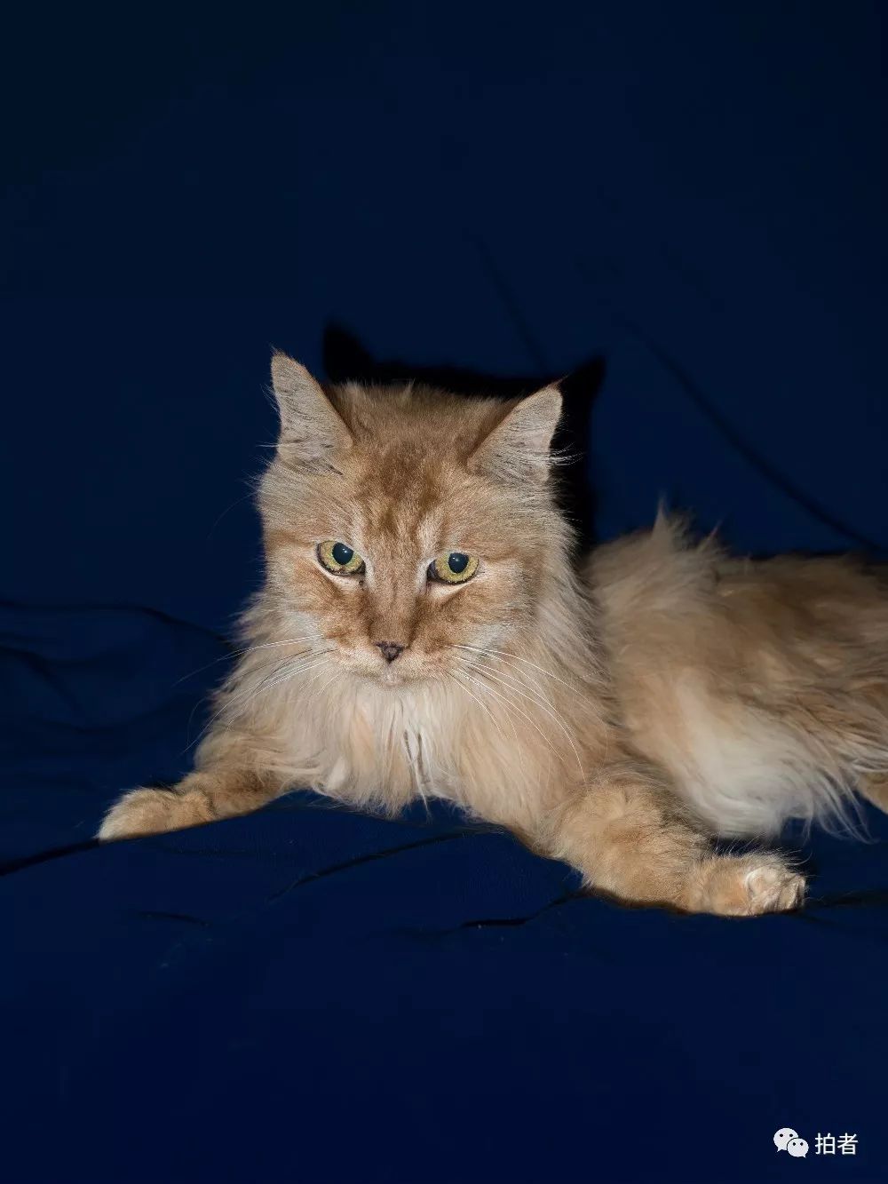 养40只流浪猫建新家,家里有18只流浪猫