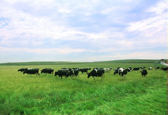 金典有机奶2021年,金典有机奶致敬经典