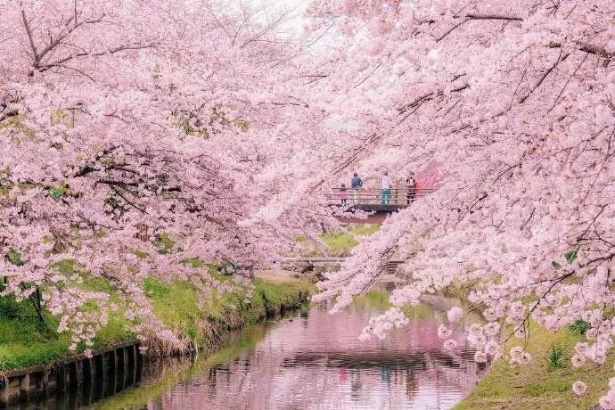 日本有关樱花的照片,日本最美樱花图
