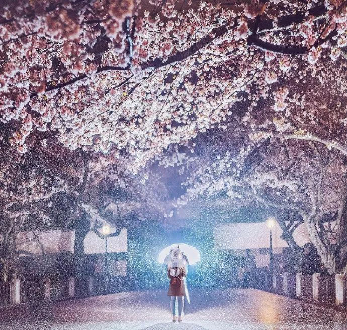 日本有关樱花的照片,日本最美樱花图