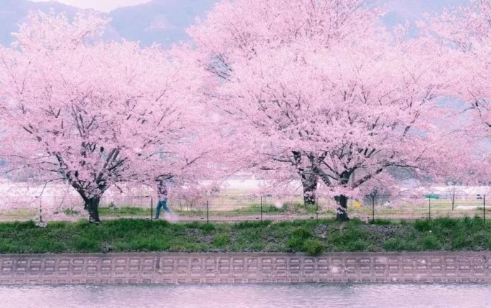 日本有关樱花的照片,日本最美樱花图