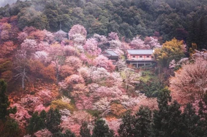 日本有关樱花的照片,日本最美樱花图