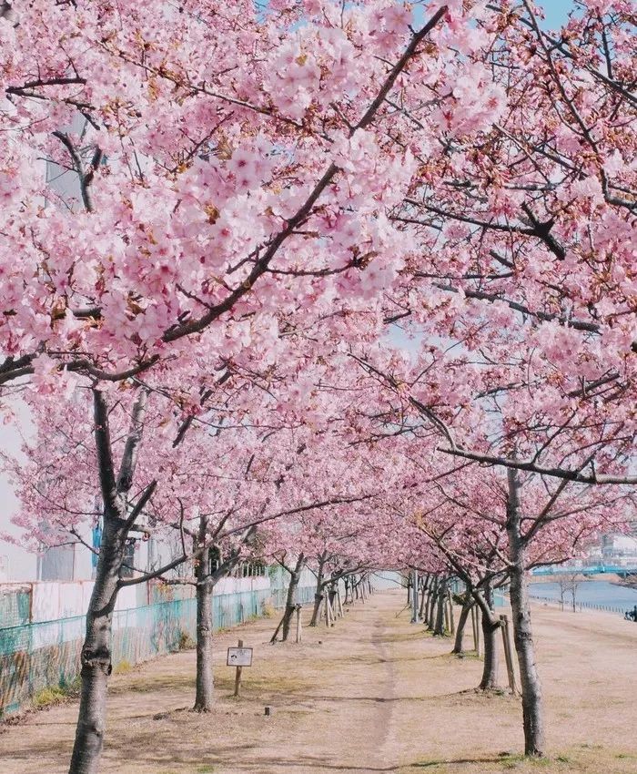 日本有关樱花的照片,日本最美樱花图