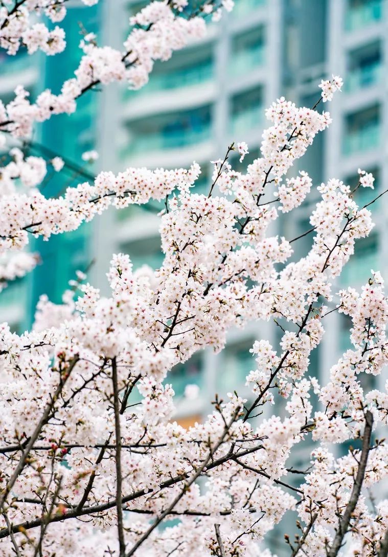 央视武汉樱花,央视新闻一起来看武汉樱花