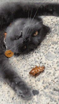 灭蟑螂的方法及药用价值,灭蟑螂最有效的7种天然驱蟑方法