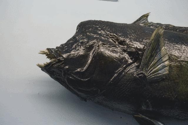 一次玩遍欧洲,毛里求斯环岛