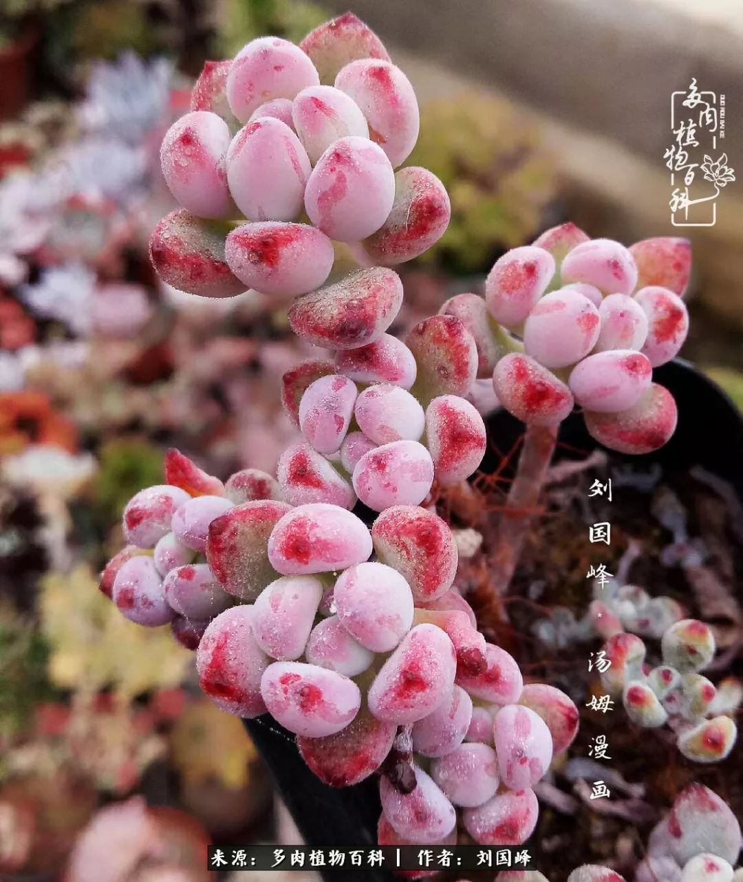 不学无术容易赚大钱,不学无术养多肉摇身一变资产过亿