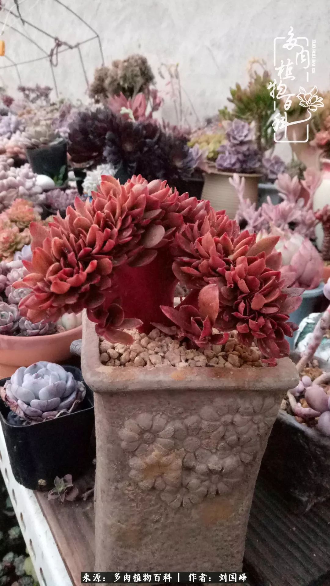 不学无术容易赚大钱,不学无术养多肉摇身一变资产过亿