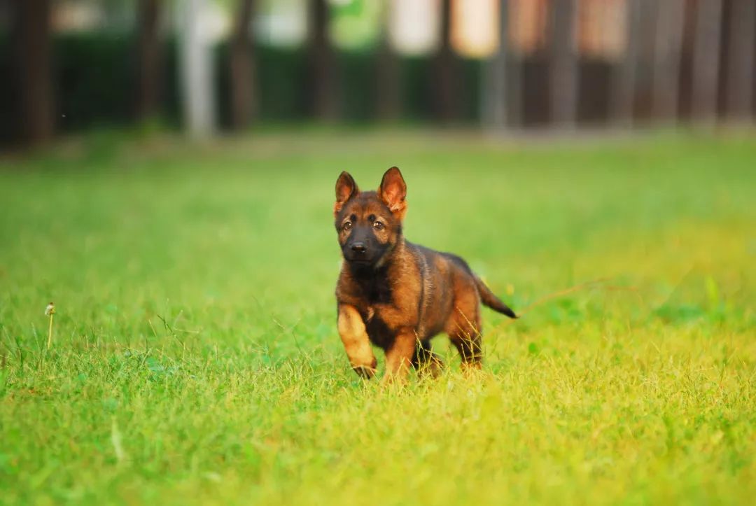 德国牧羊犬历史最重体型,世界上最顶级的德国牧羊犬