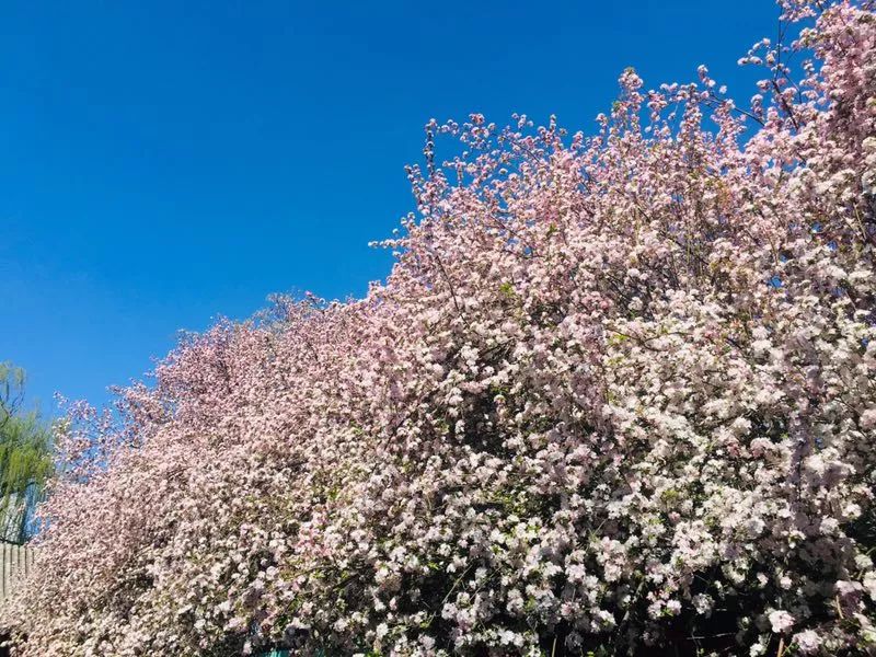 清明节正定赏花游攻略,正定清明踏青好去处