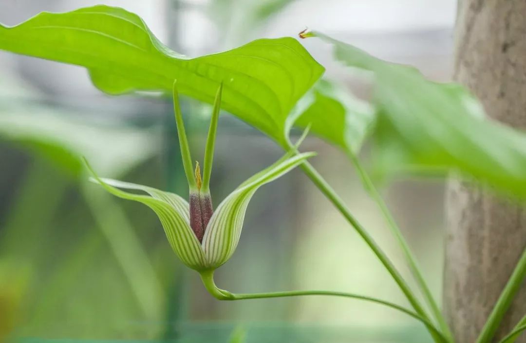 胡博士说中草药,胡博士说中医241集
