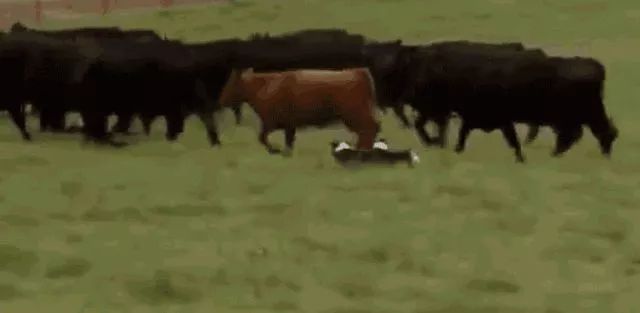 当完“羊倌”当“牛倌”高速交警有点忙