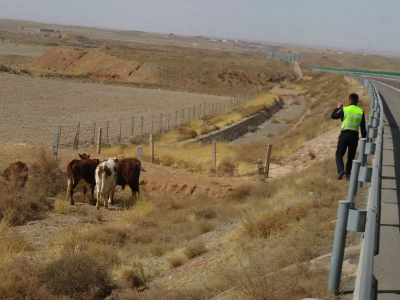 当完“羊倌”当“牛倌”高速交警有点忙