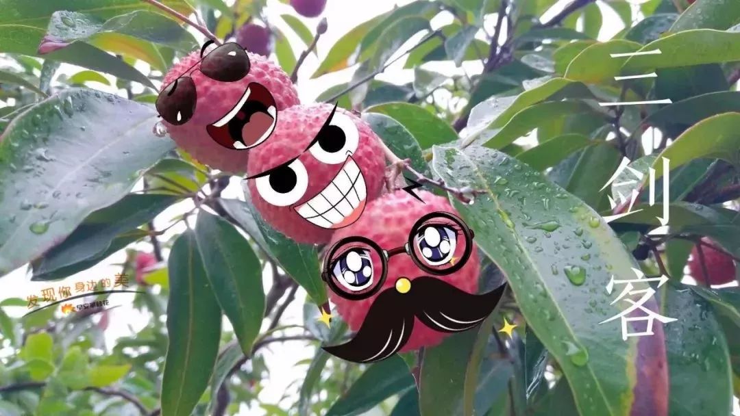 友好互推|攀枝花的吃货嗨起来！这11种水果将要排队上市啰！（内附时间及地点）