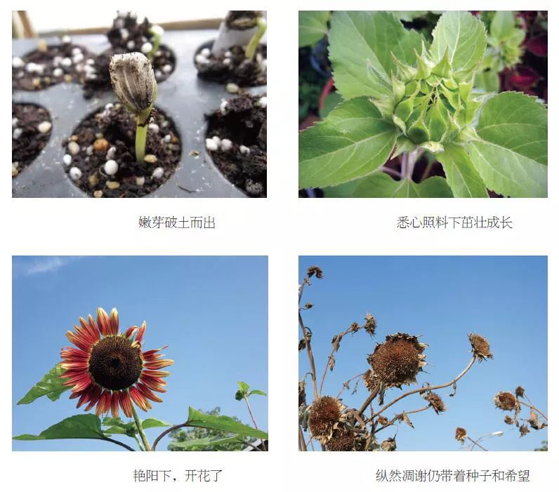 用生命影响生命讲解,用生命影响生命属于什么诗歌