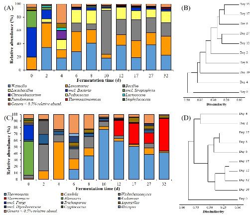 首株以“老窖”命名的新菌株从百年窖泥中分离,“老窖出好酒”多了一项科学依据