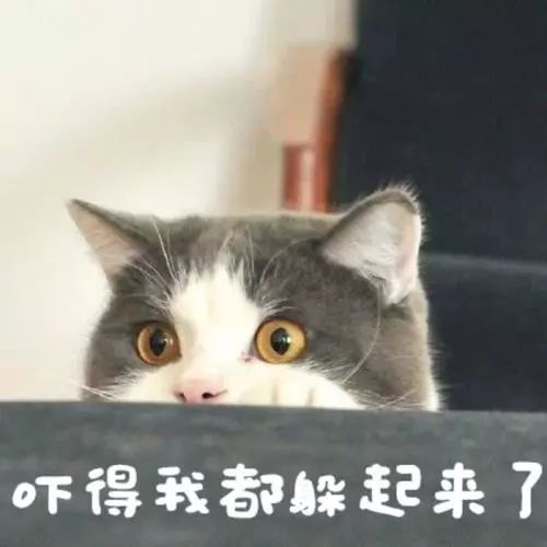 猫咪呜呜呜的叫是什么意思,猫咪呜呜呜的跑来跑去