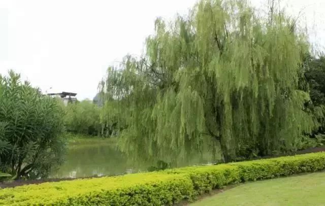 我姓杨，我向全邹城人民道歉！！但我有苦衷……