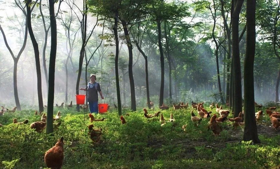 结棍！这个春天，是崇明撑起了魔都的体面！