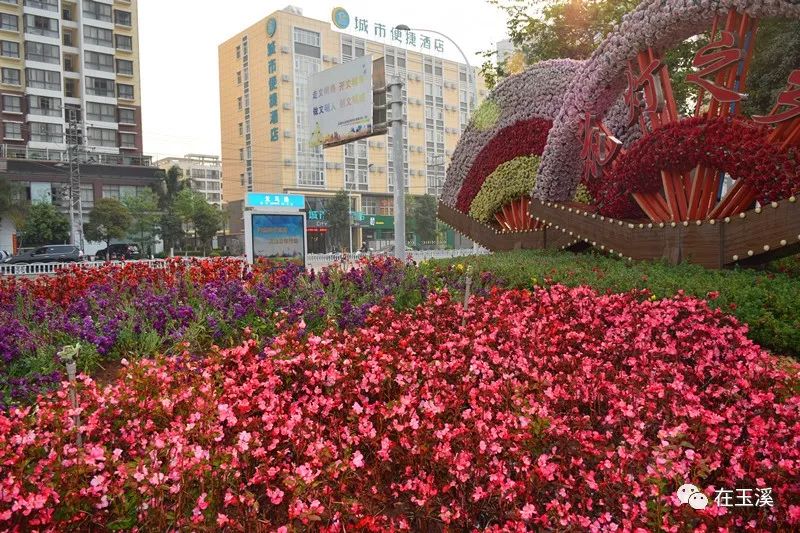 玉溪赏花游玩好地方推荐胜地,哇家玉溪