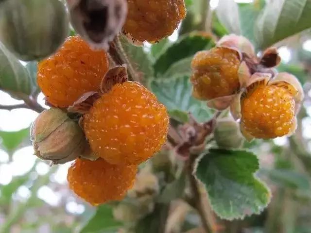 黄泡熟了，我在龙陵等你一起克摘黄泡！