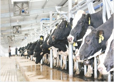 中东欧合作区为什么定在沧州,沧州中东欧企业合作区