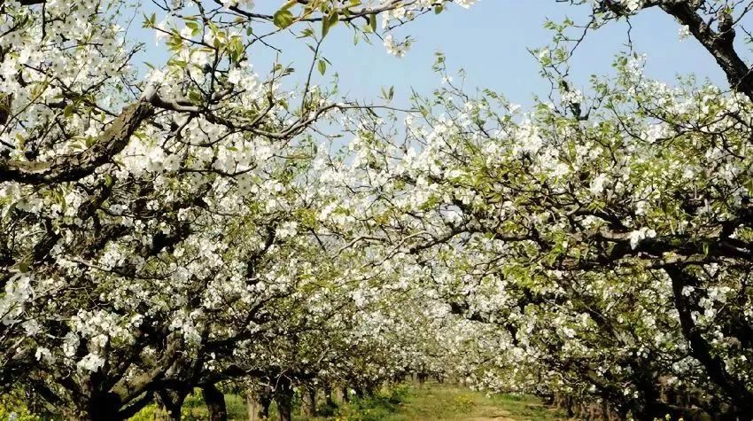 最新通告!清明假期,河北这些地儿不能去,因为……