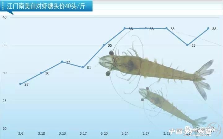 广东虾降价,今日江门虾价