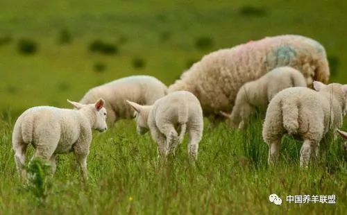 母羊生产后瘫痪怎么办,母羊瘫痪怎么防治