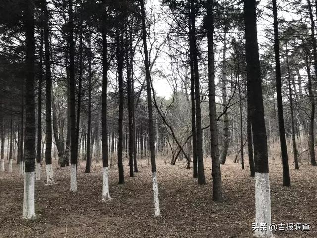 长春南湖宾馆最好的房间,长春南湖宾馆攻略