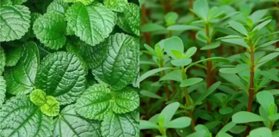 最好的口腔神器,好的去牙黄神器推荐